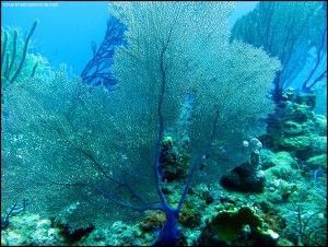 Shark Wall New Providence Bahamas