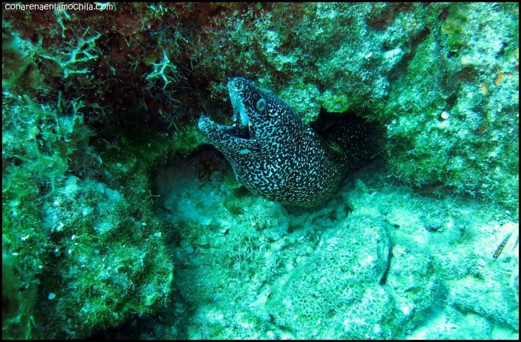 Shark Wall New Providence Bahamas