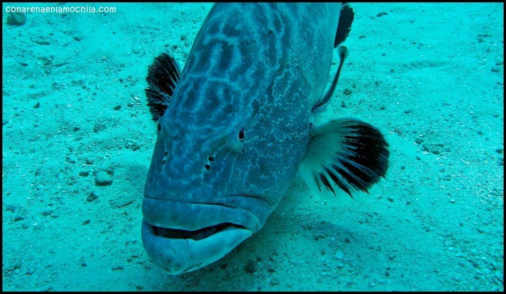 Shark Wall New Providence Bahamas