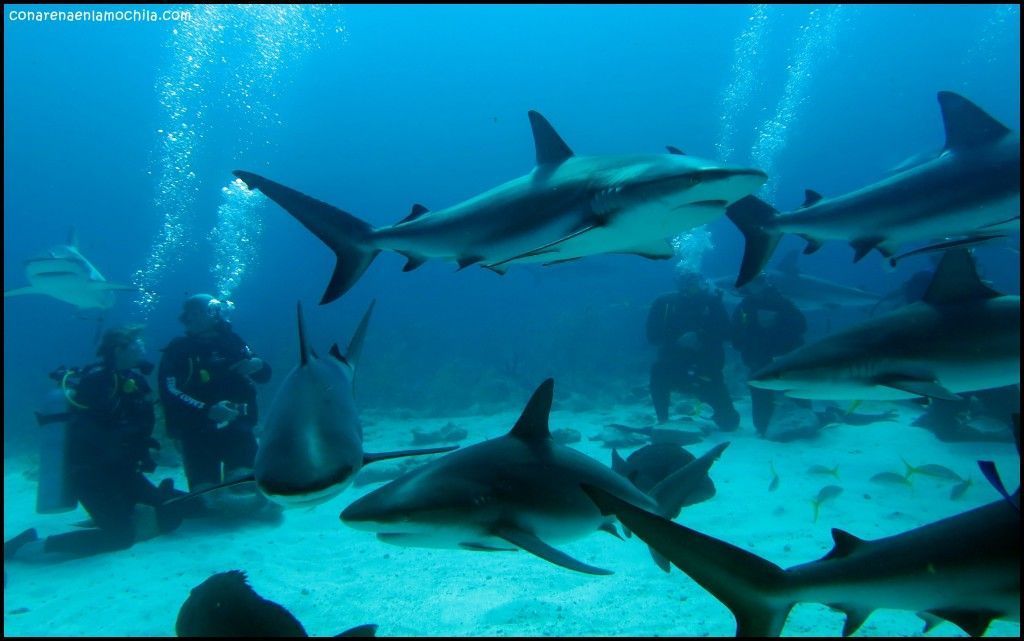 Shark Arena New Providence Bahamas