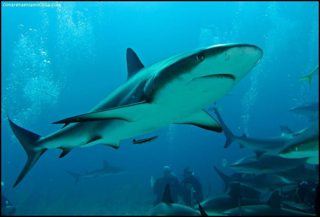 Shark Arena New Providence Bahamas