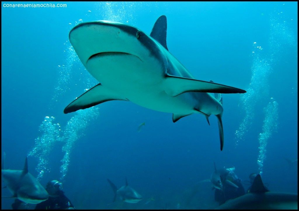 Shark Wall New Providence Bahamas