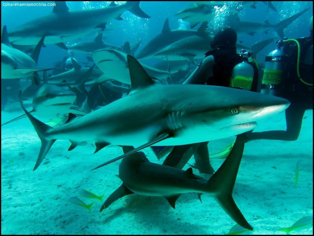 Shark Arena New Providence Bahamas