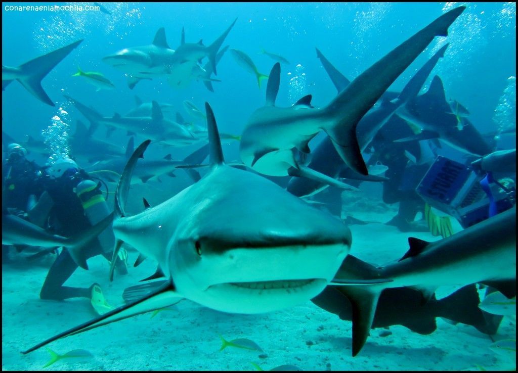 Shark Arena New Providence Bahamas