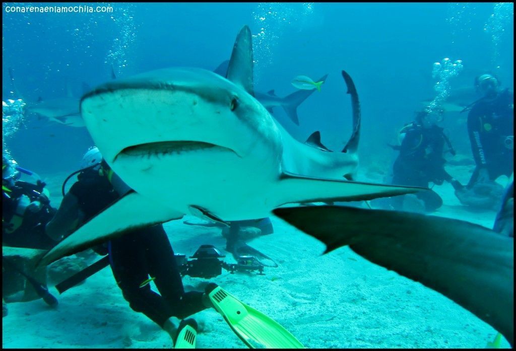 Shark Arena New Providence Bahamas