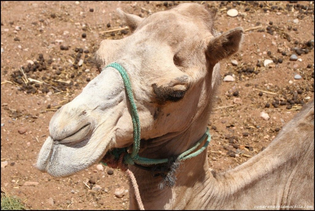 Valle de Ounila Atlas Marruecos