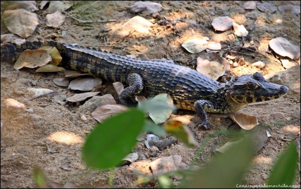 Transpantaneira Pantanal Mato Grosso Brasil