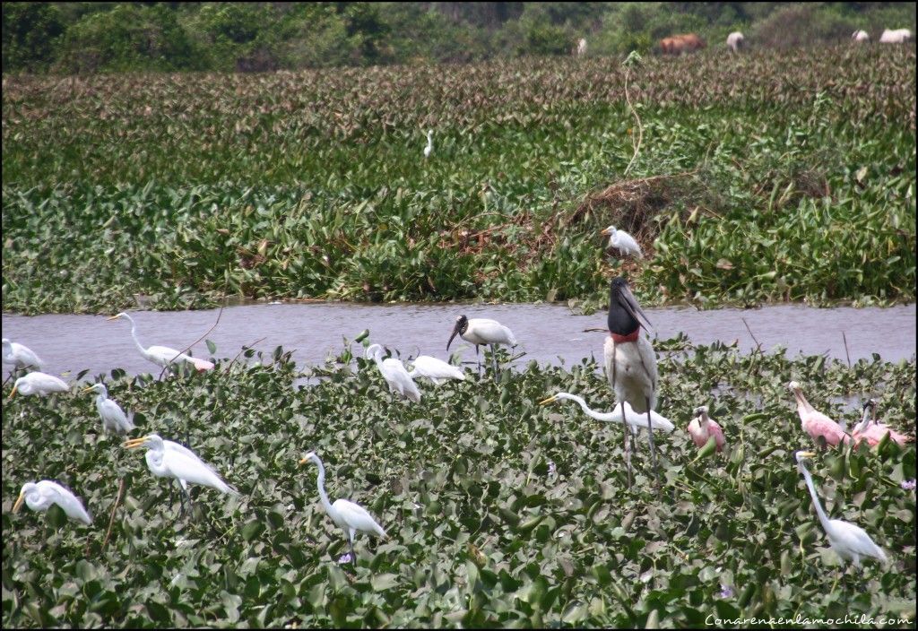 Transpantaneira Pantanal Mato Grosso Brasil