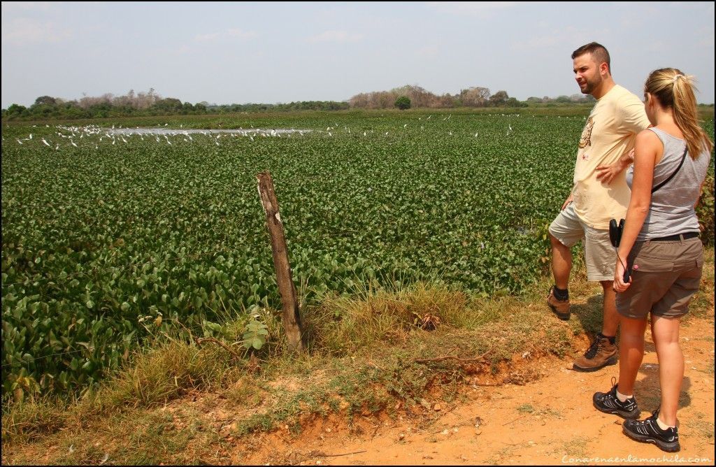 Transpantaneira Pantanal Mato Grosso Brasil