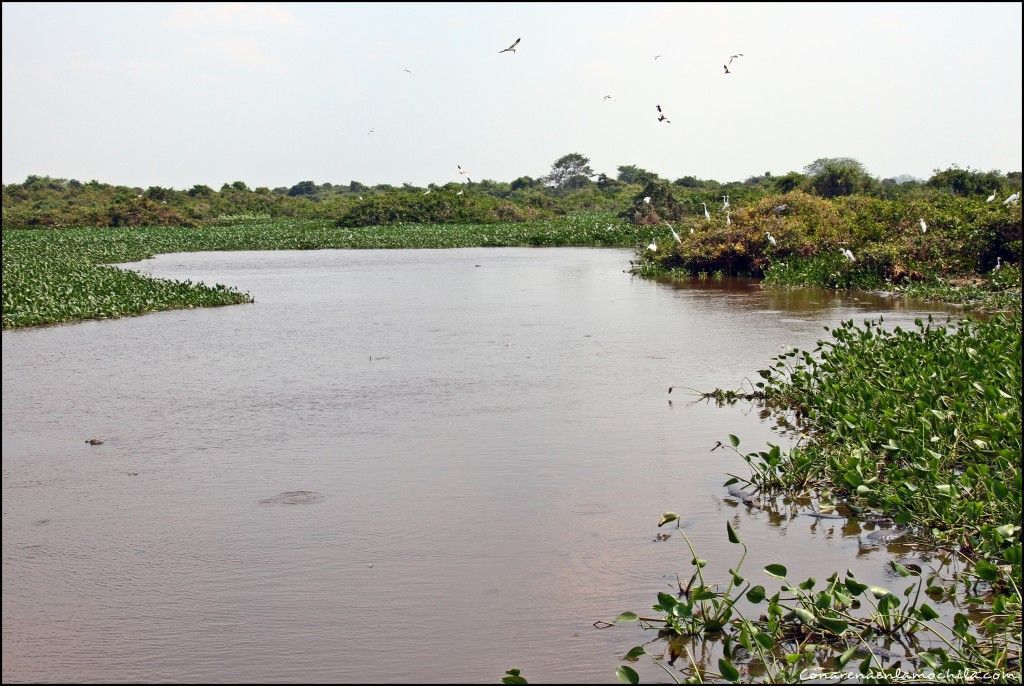 Transpantaneira Pantanal Mato Grosso Brasil