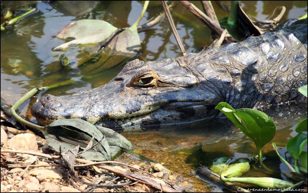 Transpantaneira Pantanal Mato Grosso Brasil