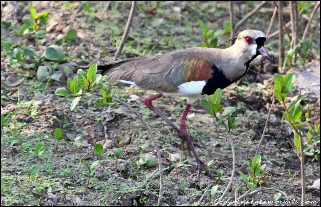 Pousada Rio Clarinho Pantanal Mato Grosso Brasil