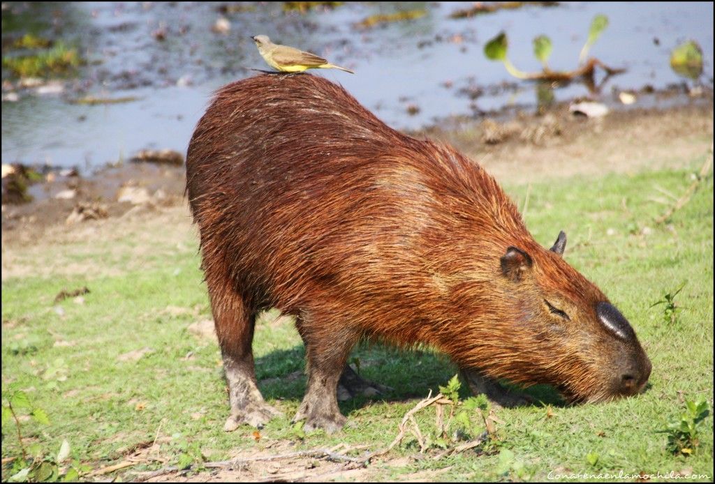 Pantanal Mato Grosso Brasil