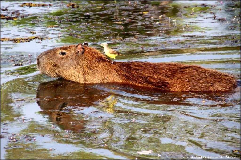 Pousada Rio Clarinho Pantanal Mato Grosso Brasil