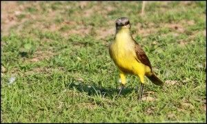 Pousada Rio Clarinho Pantanal Mato Grosso Brasil