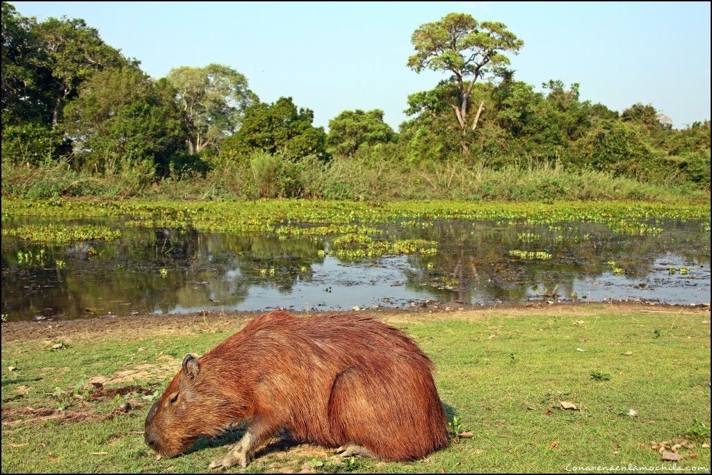 Pousada Rio Clarinho Pantanal Mato Grosso Brasil