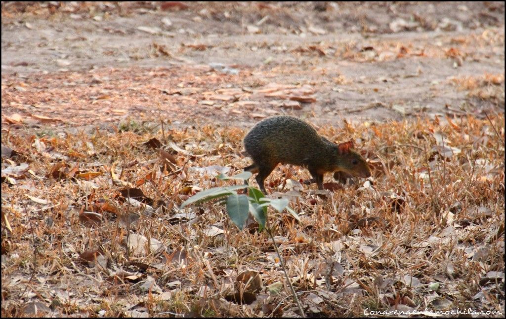 Pousada Rio Clarinho Pantanal Mato Grosso Brasil