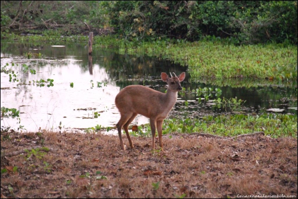 Pousada Rio Clarinho Pantanal Mato Grosso Brasil