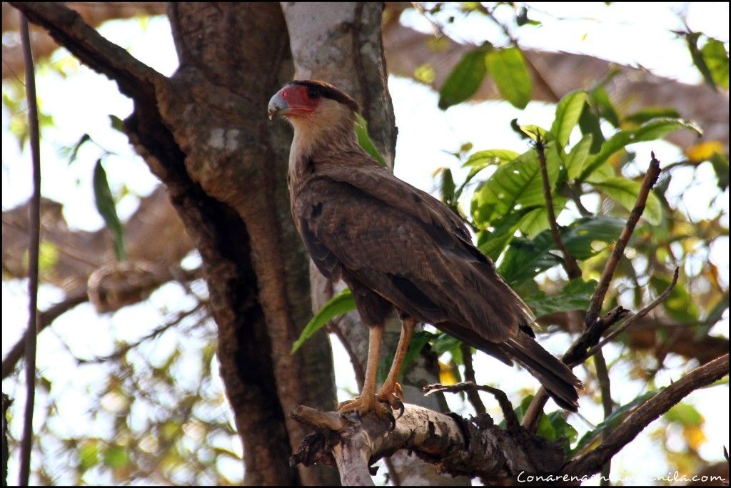 Pousada Rio Clarinho Pantanal Mato Grosso Brasil