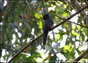 Pousada Rio Clarinho Pantanal Mato Grosso Brasil