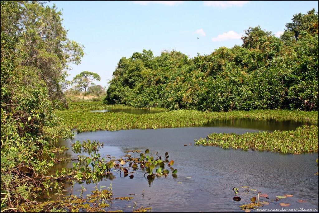 Pousada Rio Clarinho Pantanal Mato Grosso Brasil