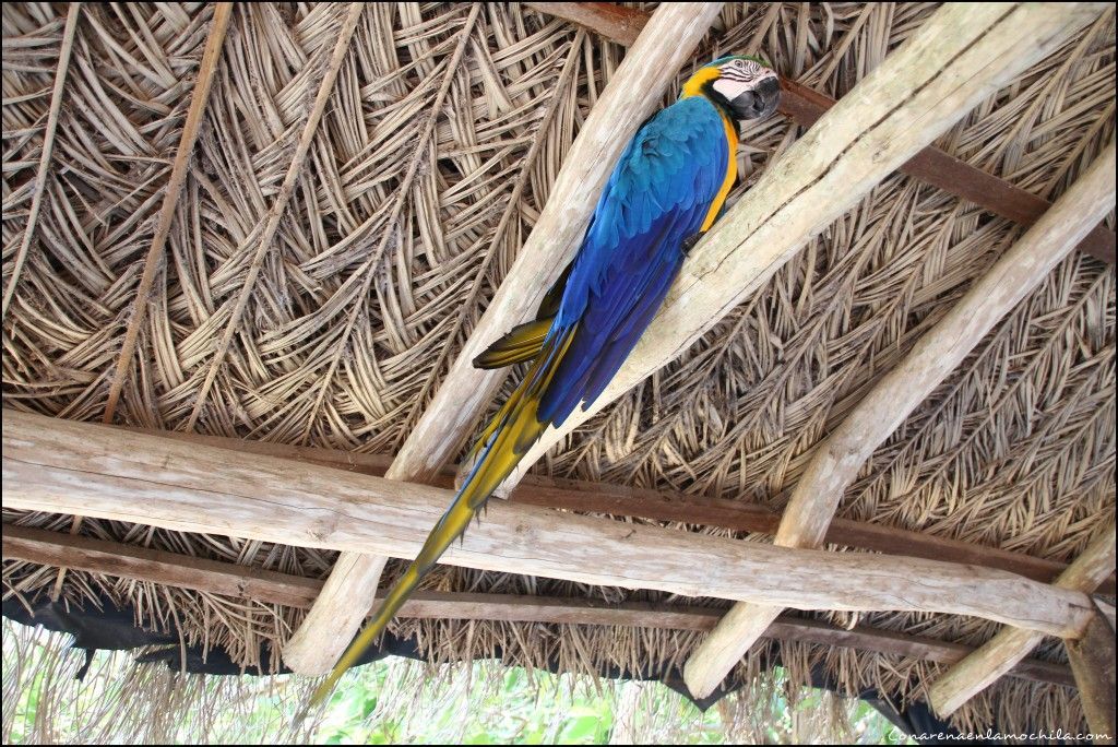 Pousada Rio Clarinho Pantanal Mato Grosso Brasil