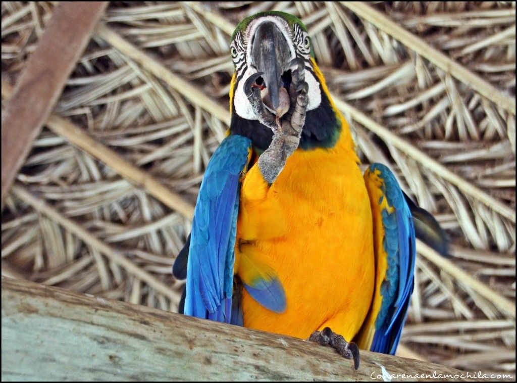 Pousada Rio Clarinho Pantanal Mato Grosso Brasil