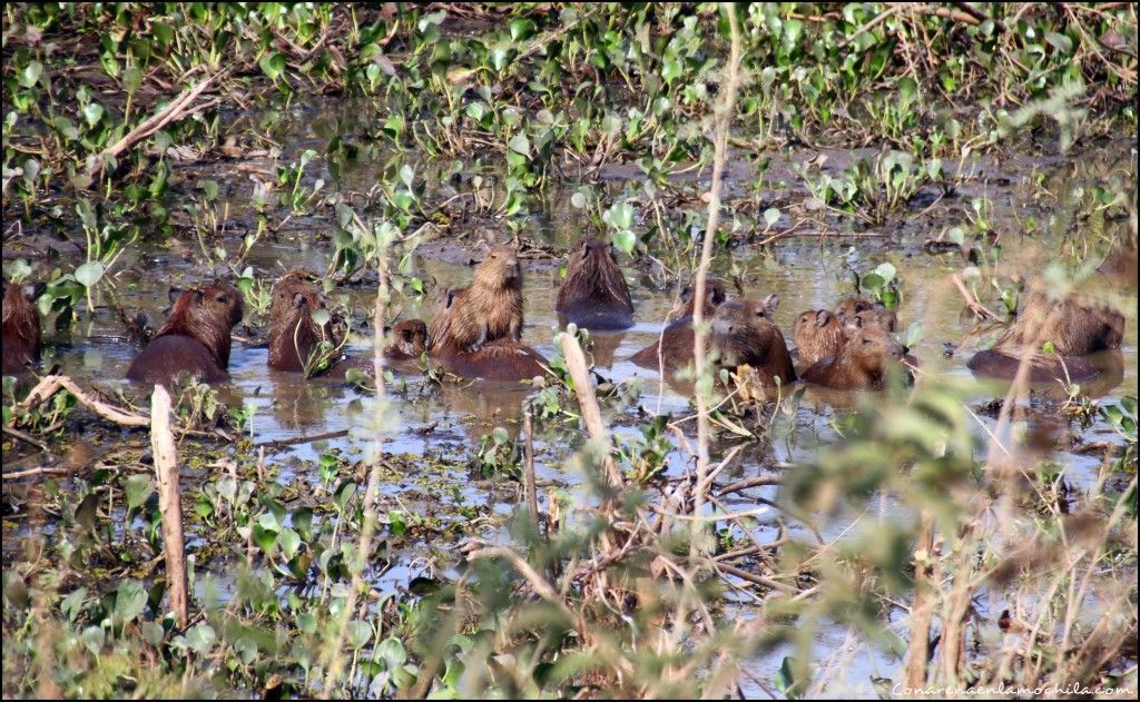 Transpantaneira Pantanal Mato Grosso Brasil