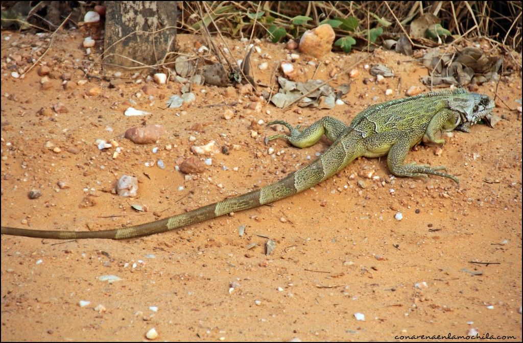 Transpantaneira Pantanal Mato Grosso Brasil