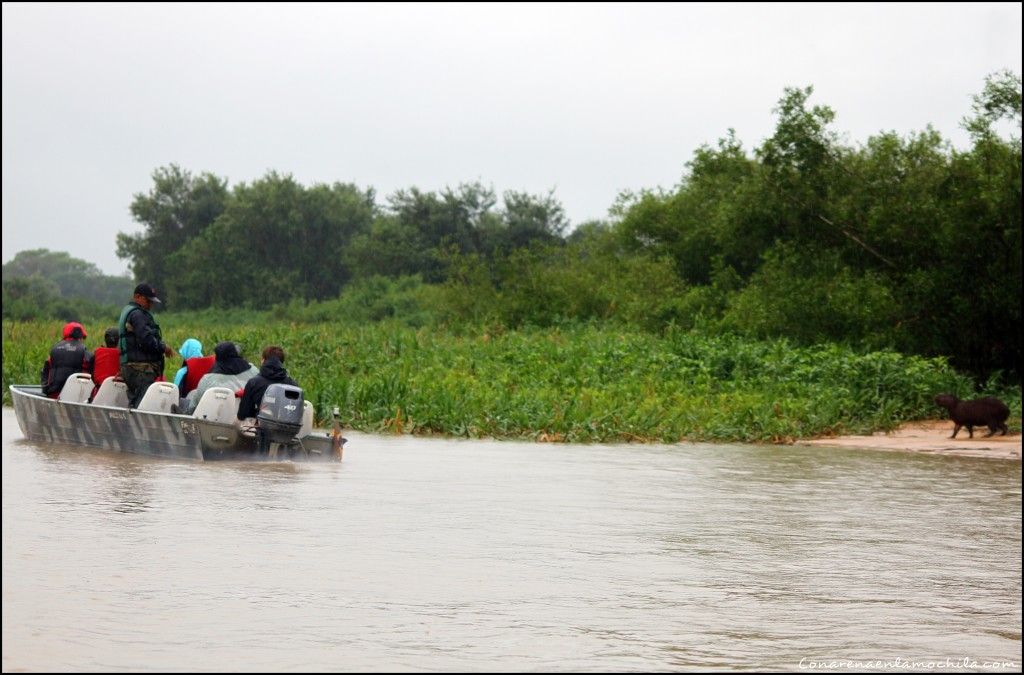 Porto Jofre Pantanal Mato Grosso Brasil