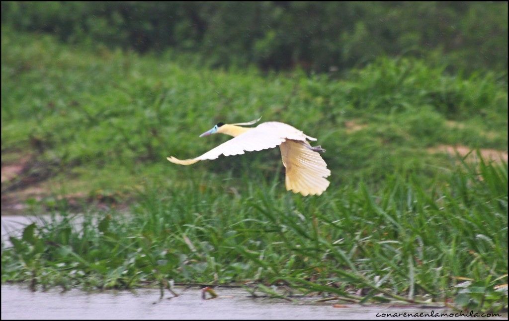 Porto Jofre Pantanal Mato Grosso Brasil