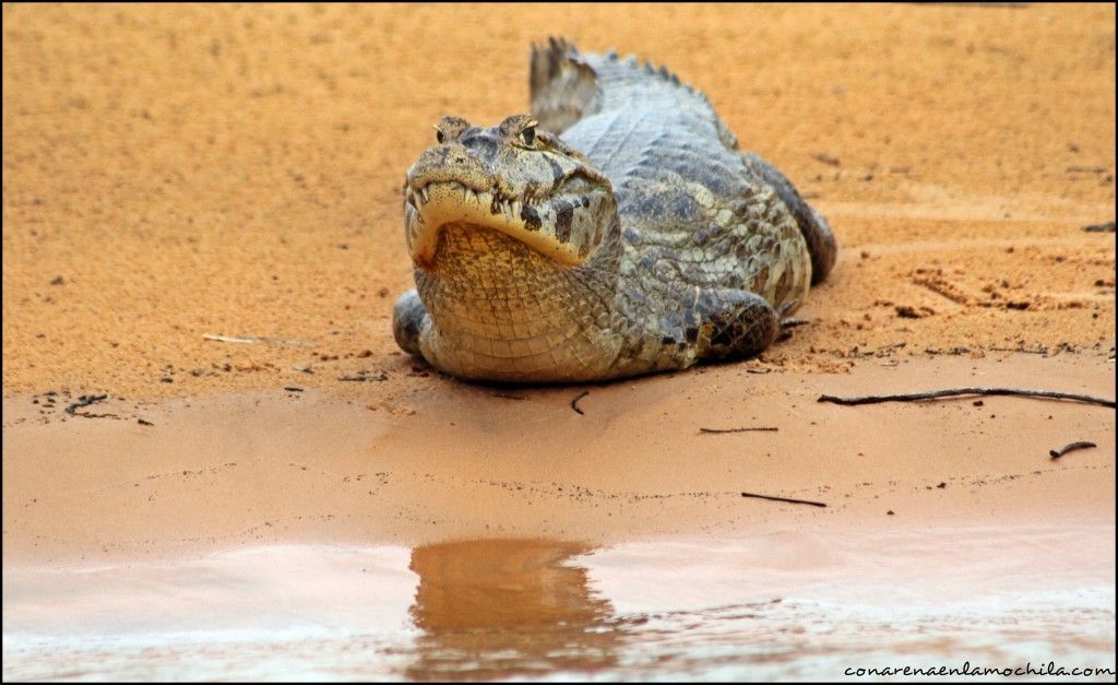 Porto Jofre Pantanal Mato Grosso Brasil