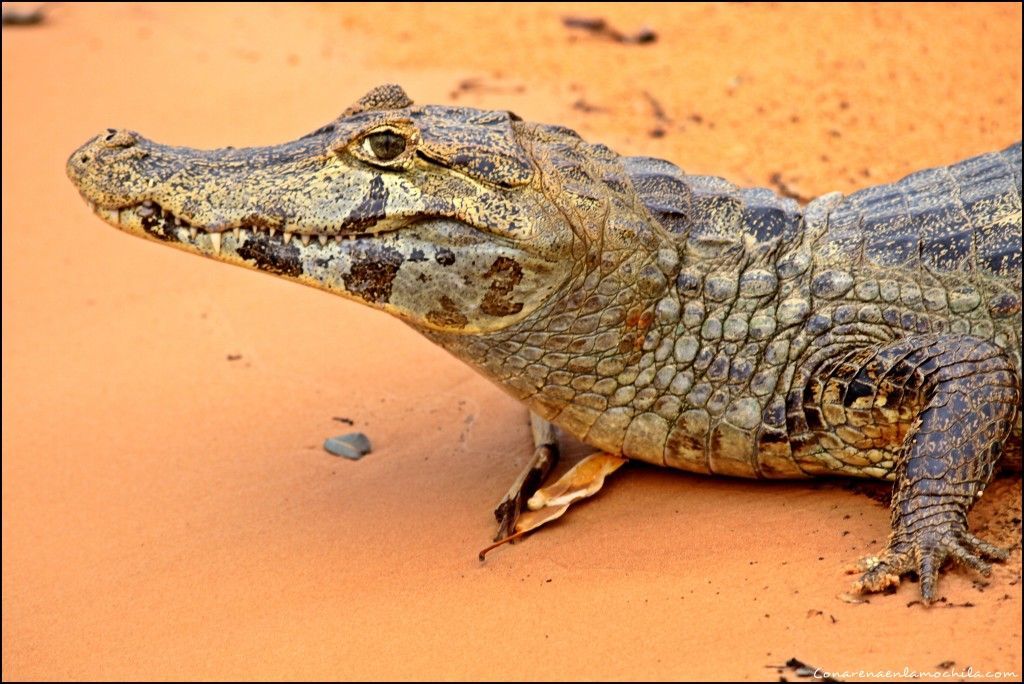 Pantanal Mato Grosso Brasil