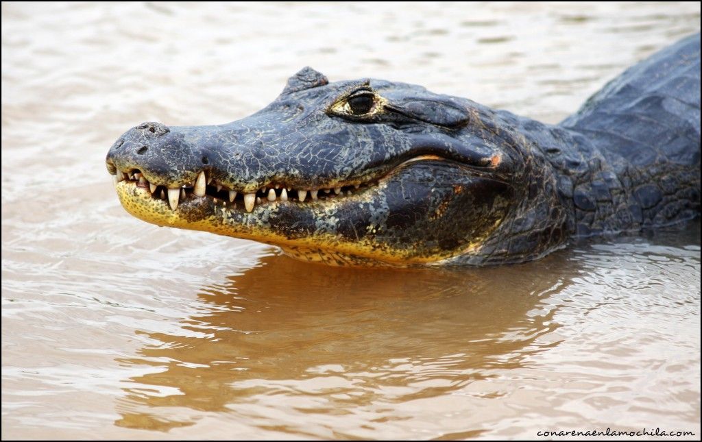 Porto Jofre Pantanal Mato Grosso Brasil