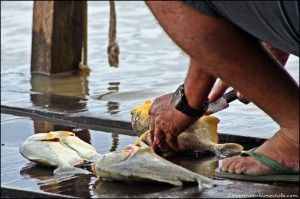 Porto Jofre Pantanal Mato Grosso Brasil