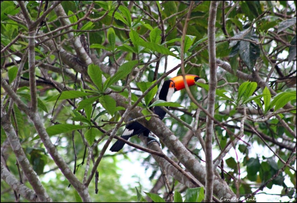 Porto Jofre Pantanal Mato Grosso Brasil