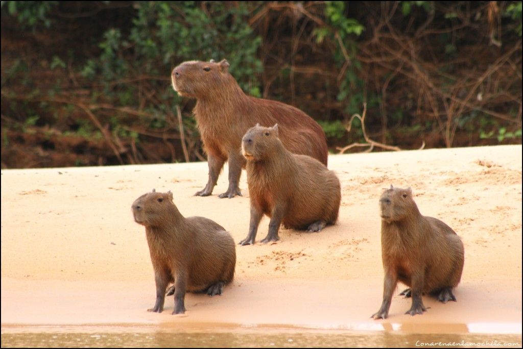 Porto Jofre Pantanal Mato Grosso Brasil