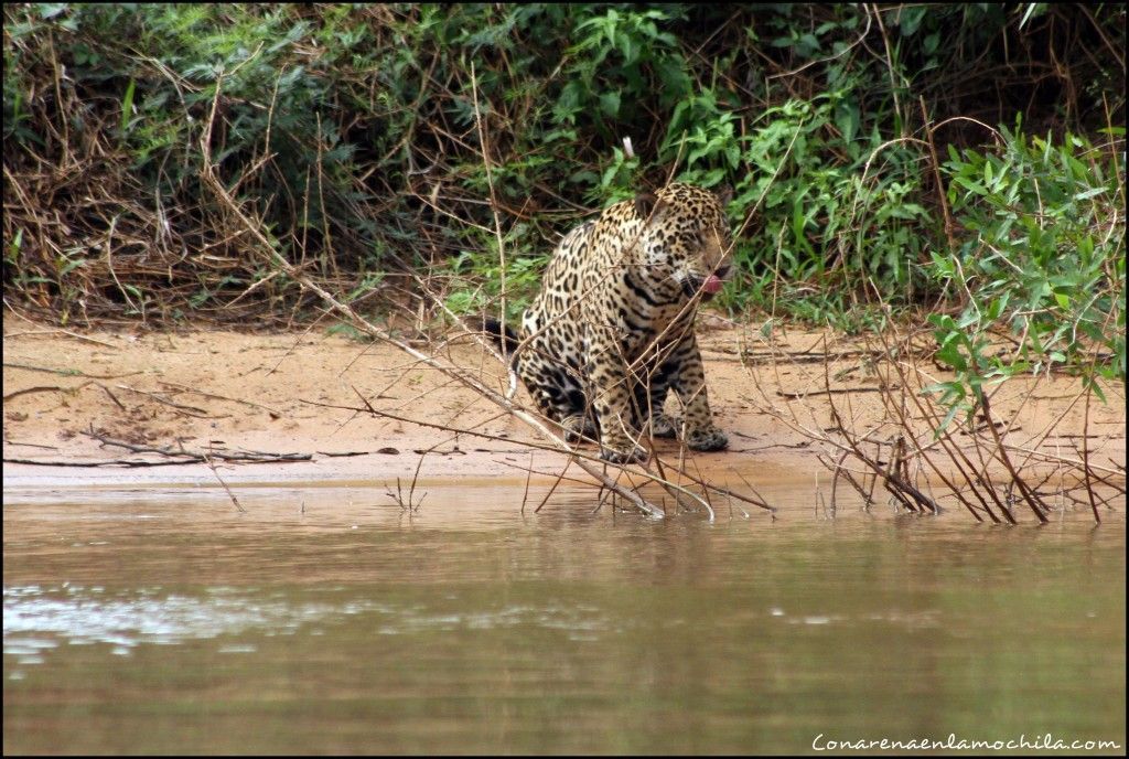 Porto Jofre Pantanal Mato Grosso Brasil