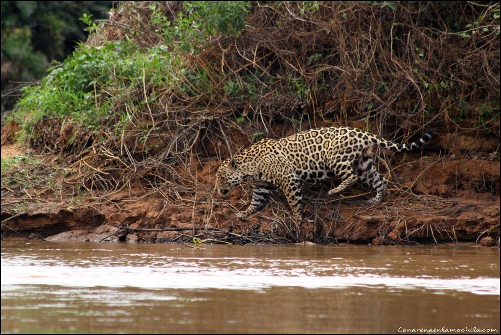 Porto Jofre Pantanal Mato Grosso Brasil