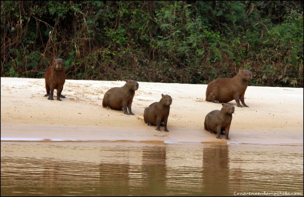 Porto Jofre Pantanal Mato Grosso Brasil