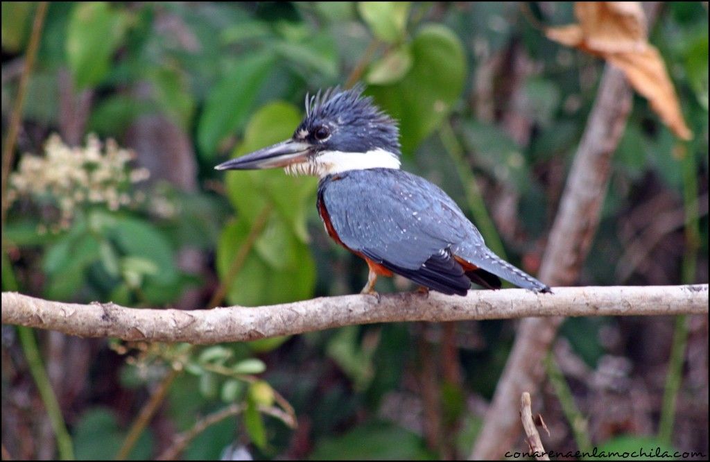 Porto Jofre Pantanal Mato Grosso Brasil