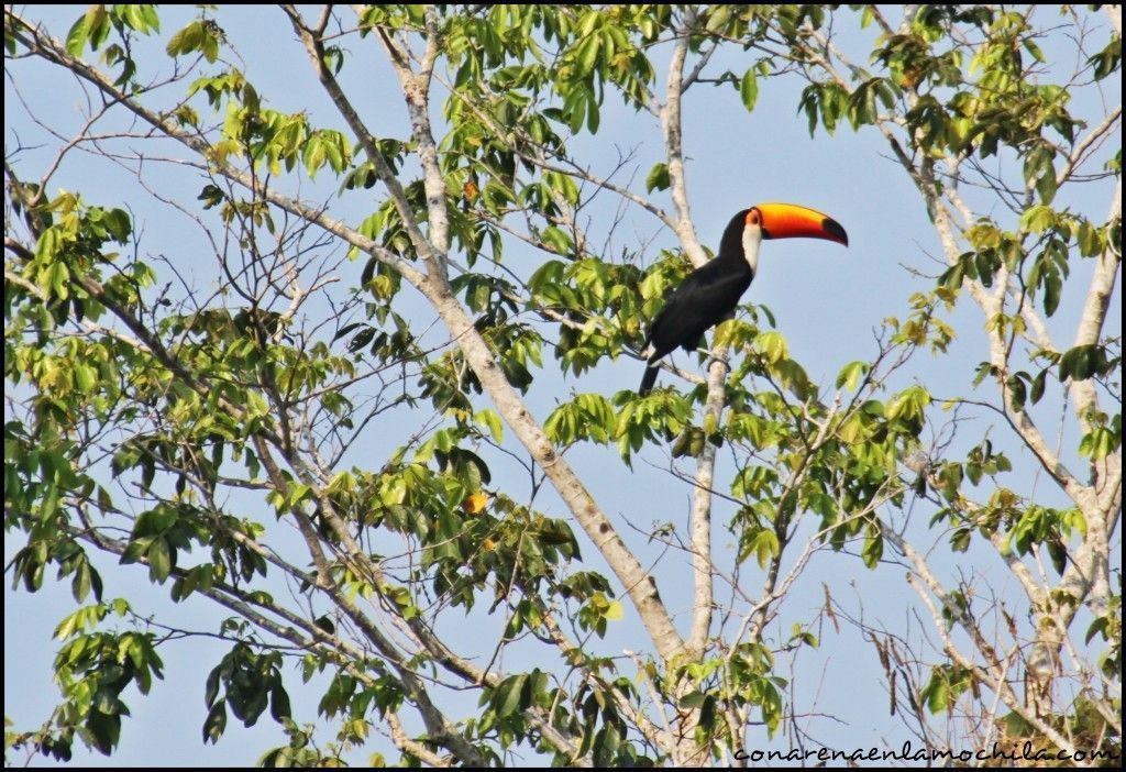 Porto Jofre Pantanal Mato Grosso Brasil