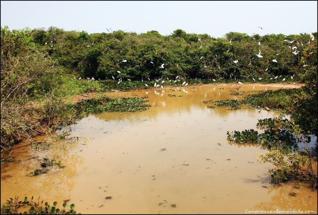 Transpantaneira Pantanal Mato Grosso Brasil