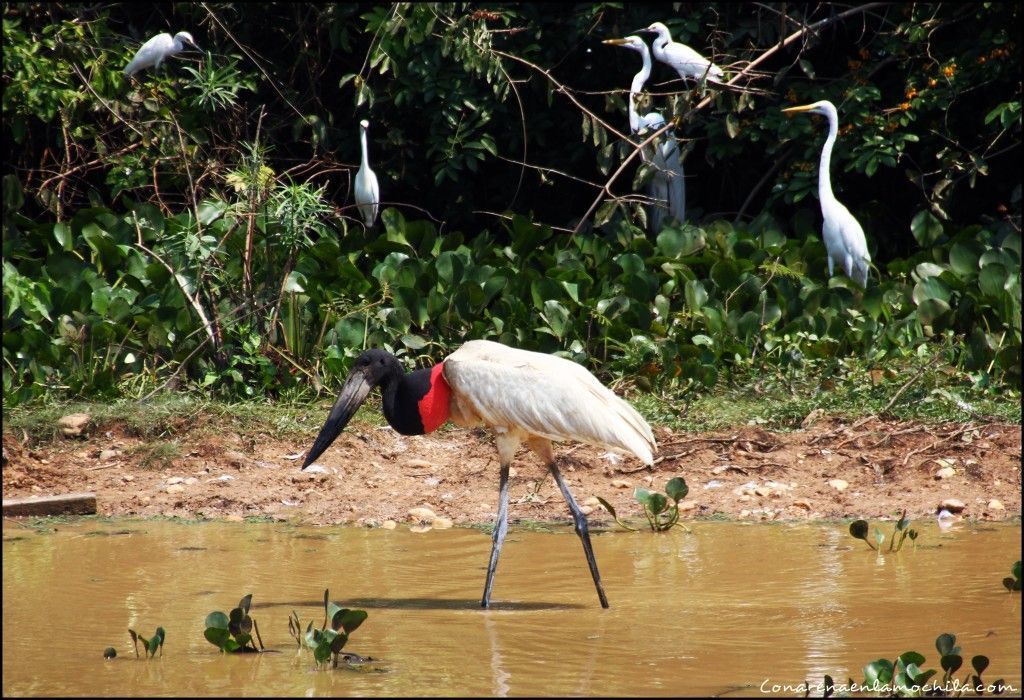 Porto Jofre Pantanal Mato Grosso Brasil