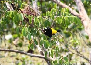 Transpantaneira Pantanal Mato Grosso Brasil