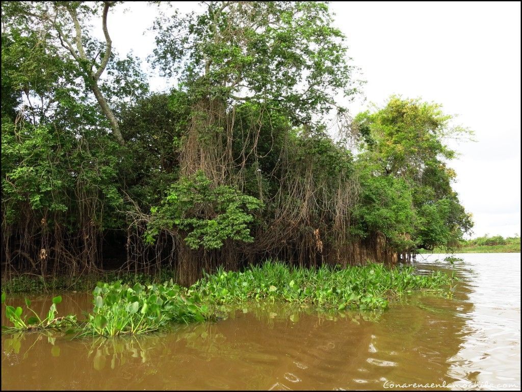 Porto Jofre Pantanal Mato Grosso Brasil