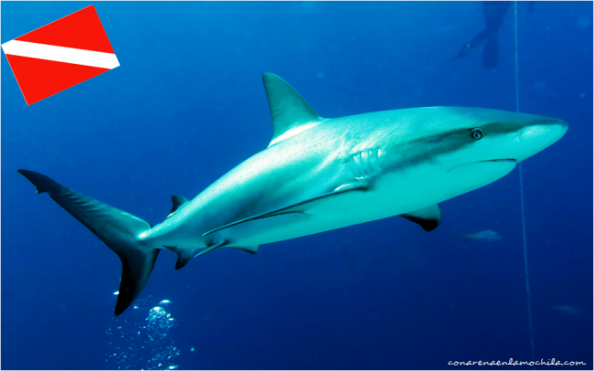 Shark Wall New Providence Bahamas