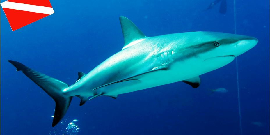 Shark Wall New Providence Bahamas