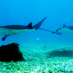 Indonesia 2012: Komodo National Park