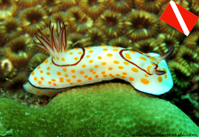 Post buceo Tailandia